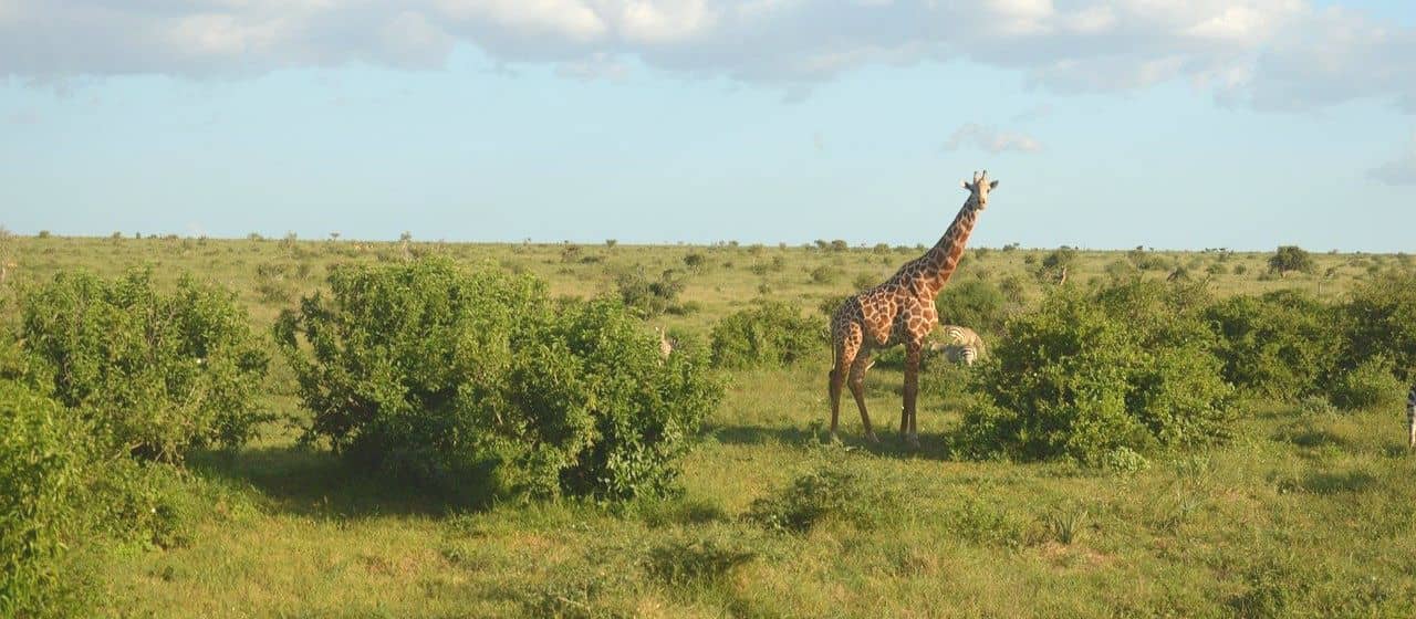 Кенийские гиды проходят вакцинацию, чтобы стимулировать туризм