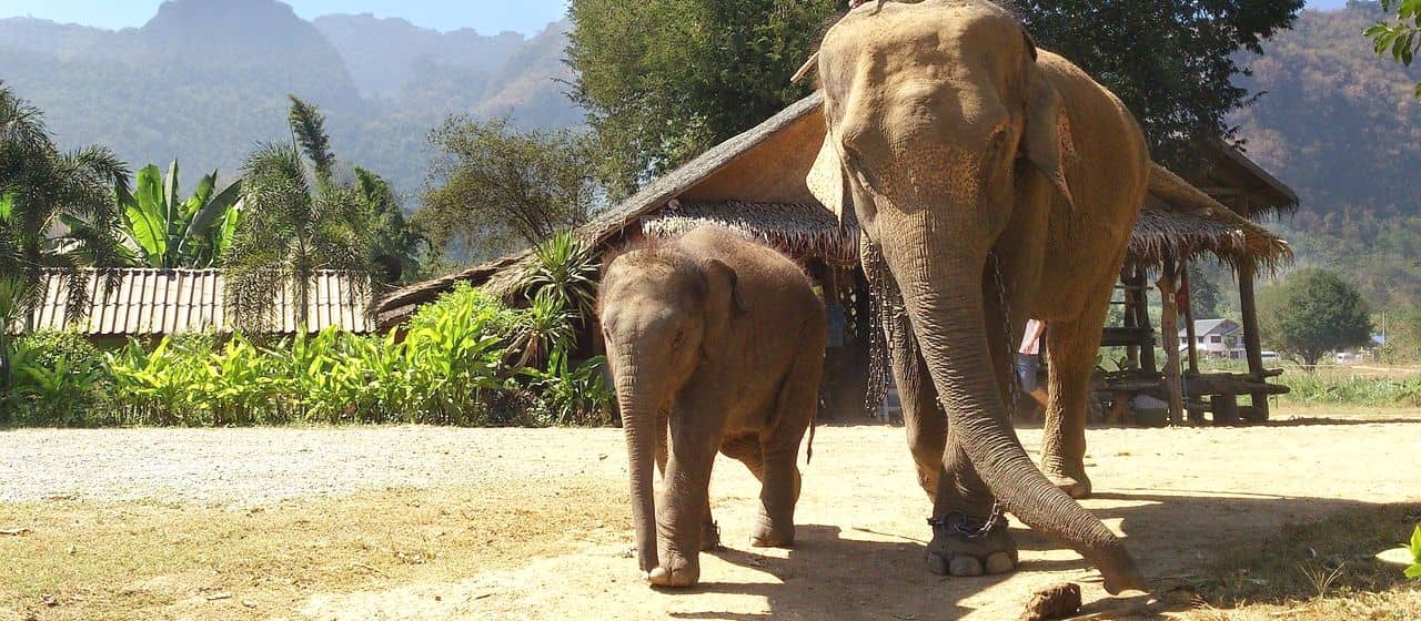 Пленные слоны в Таиланде столкнулись с кризисом из-за нехватки иностранных посетителей и доходов