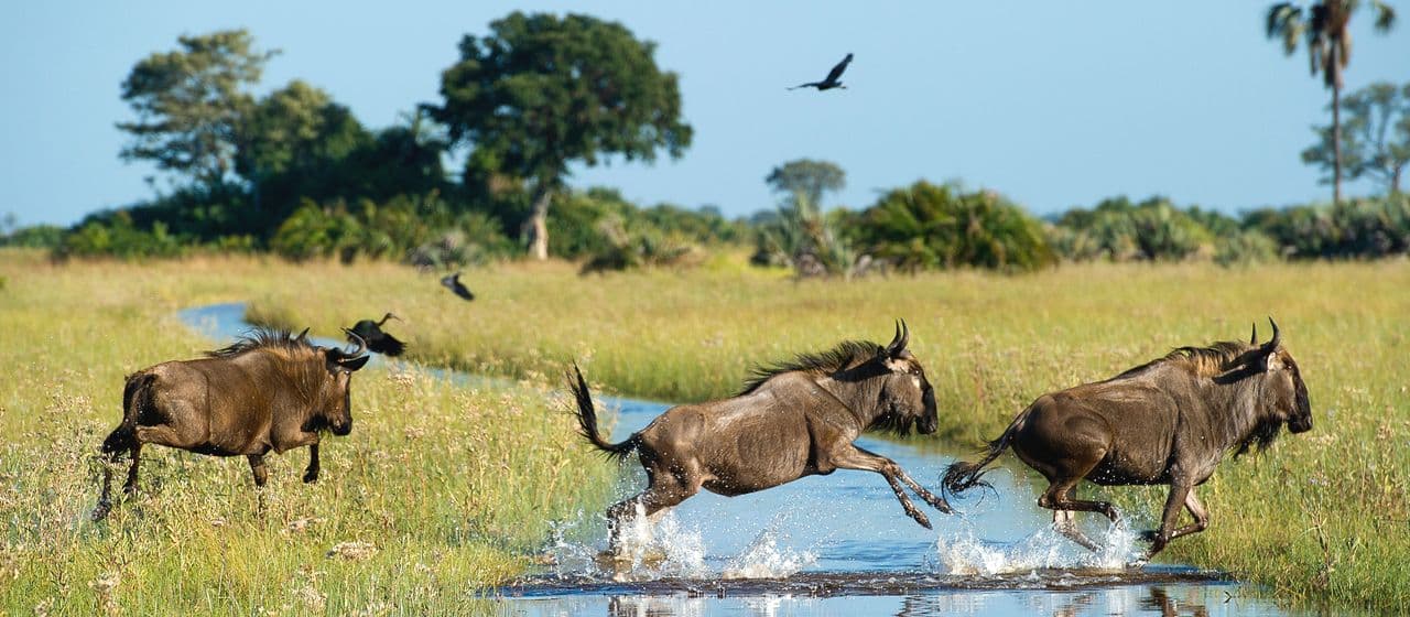 Как Covid-19 повлиял на усилия по сохранению природы в Африке