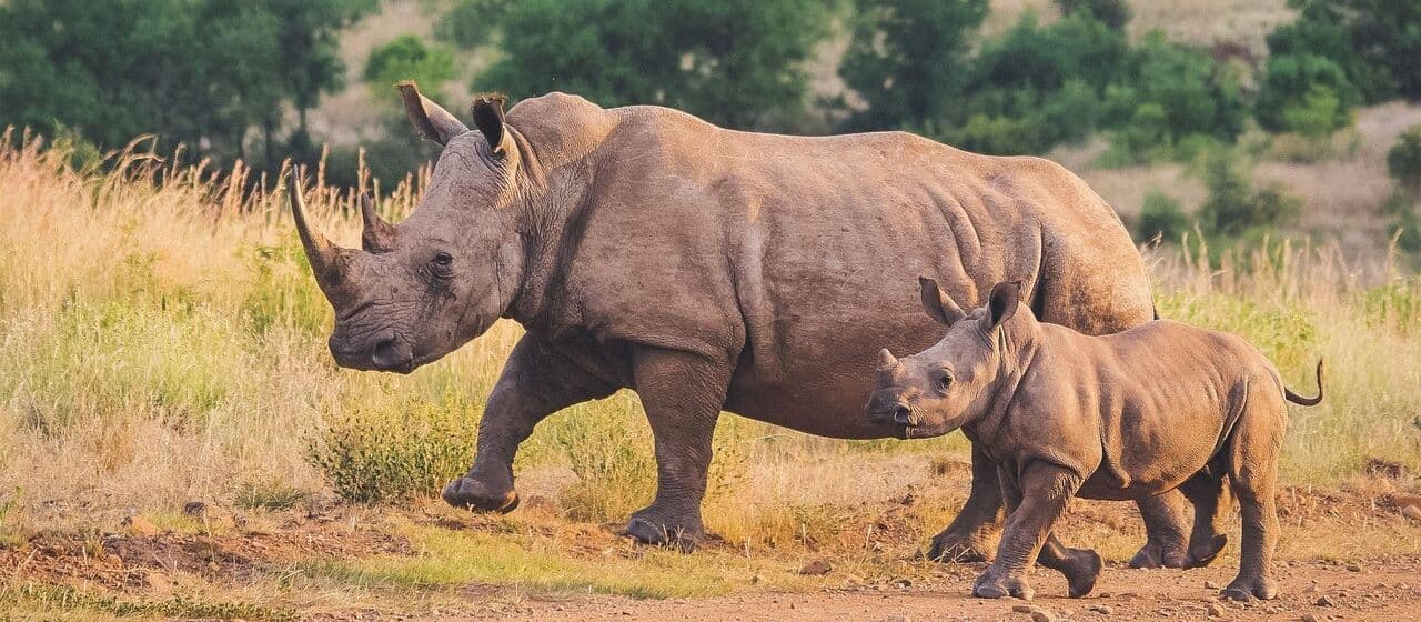 Десять лучших мест, где можно увидеть носорогов на африканском сафари 5