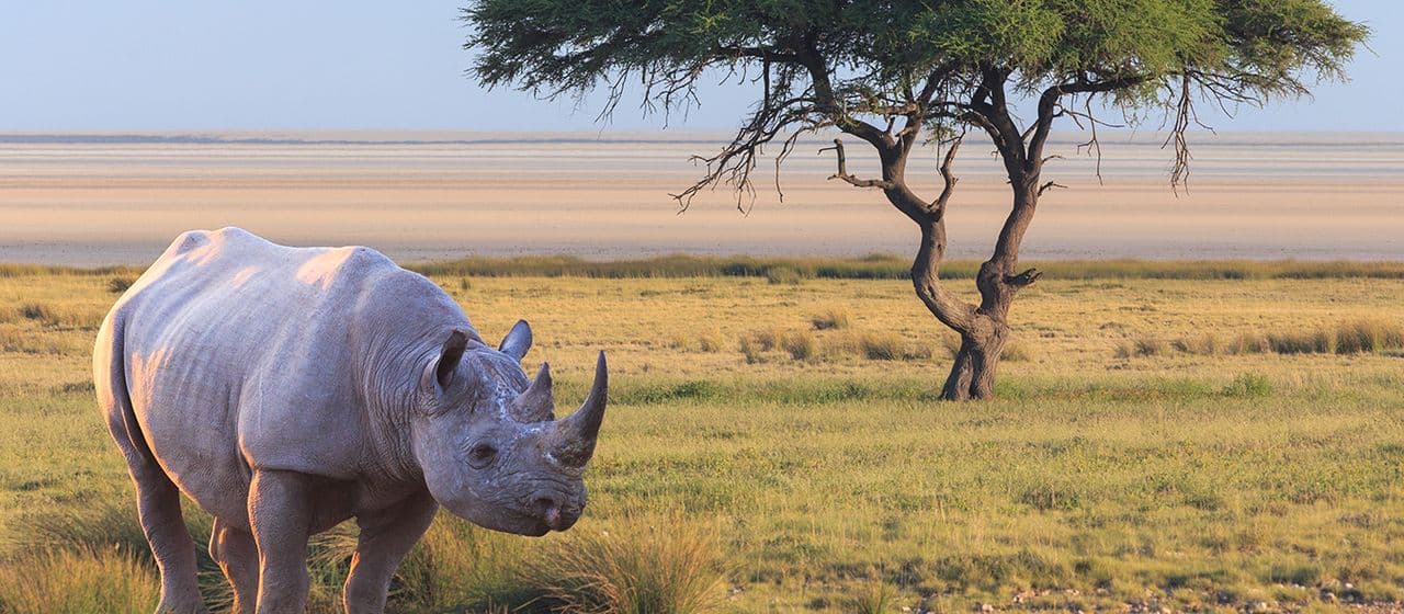 Десять лучших мест, где можно увидеть носорогов на африканском сафари
