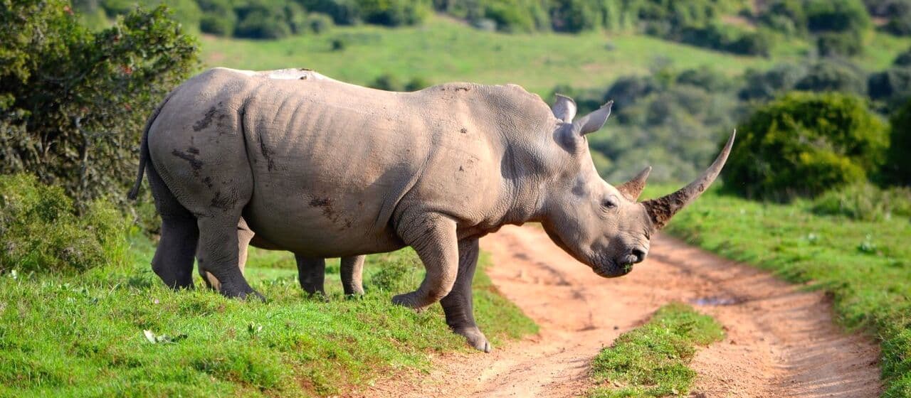 Десять лучших мест, где можно увидеть носорогов на африканском сафари