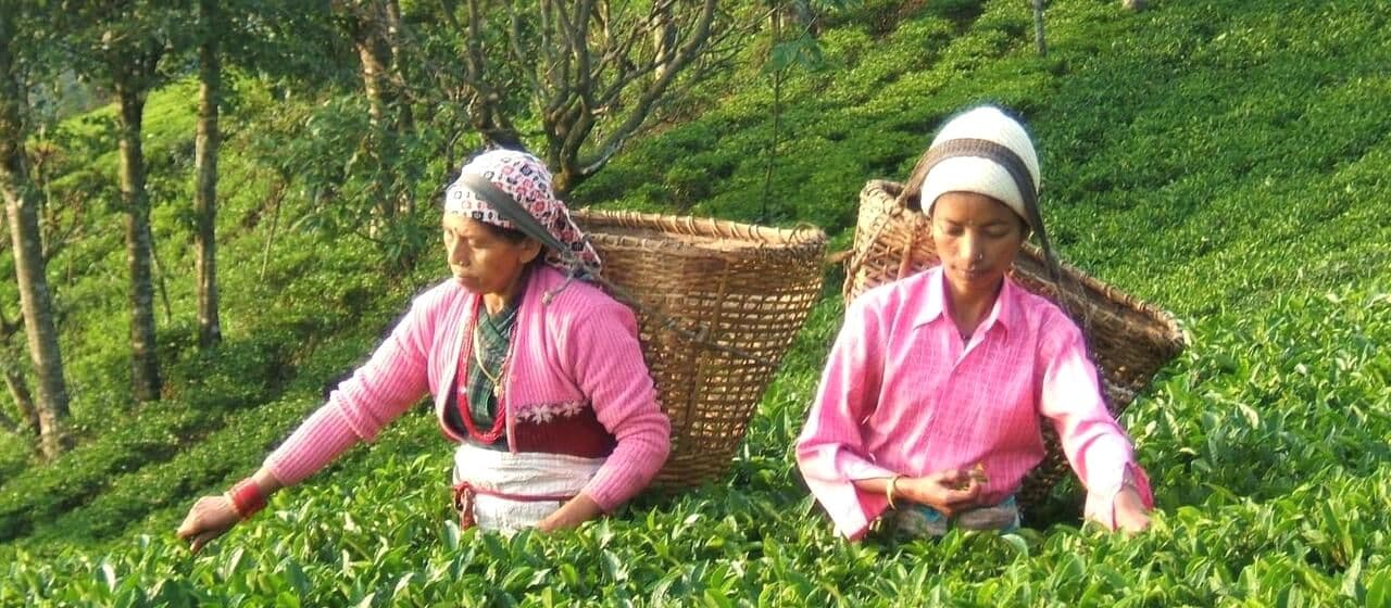 Восточному Непалу необходимо развивать чайный туризм