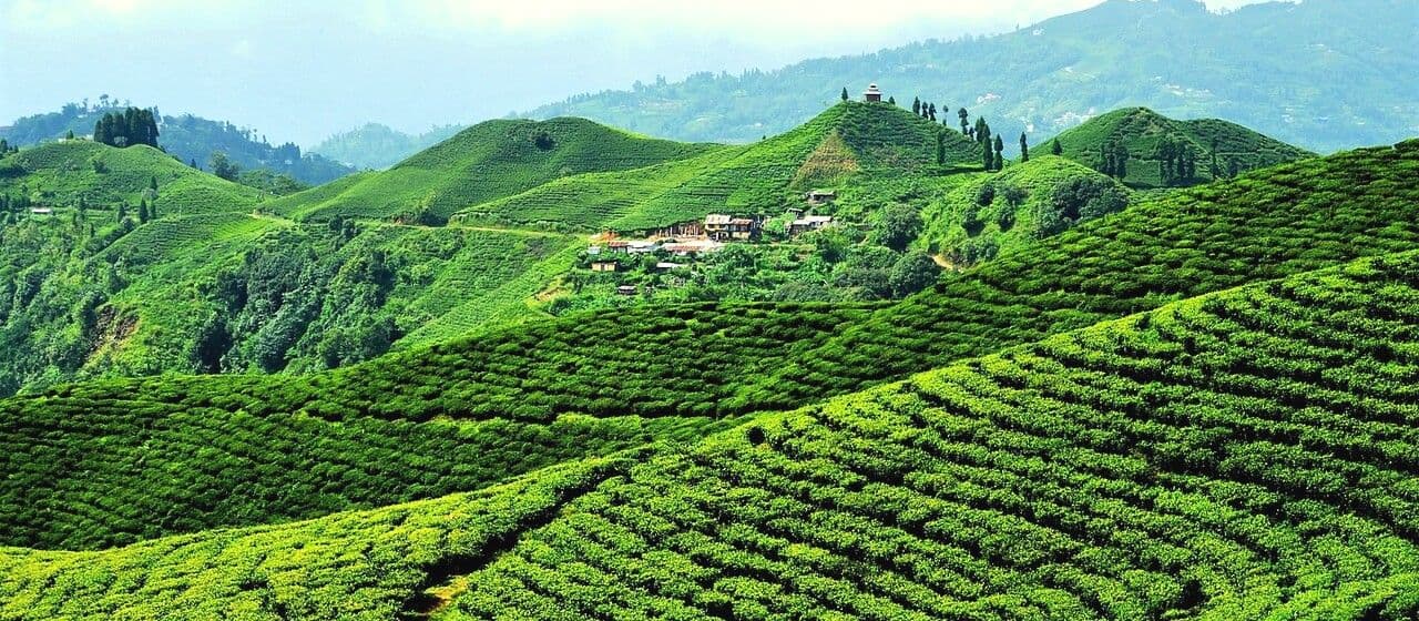Восточному Непалу необходимо развивать чайный туризм