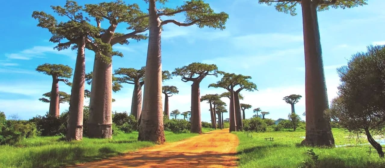 25 интересных мест, которые обязательно нужно посетить на Мадагаскаре 5