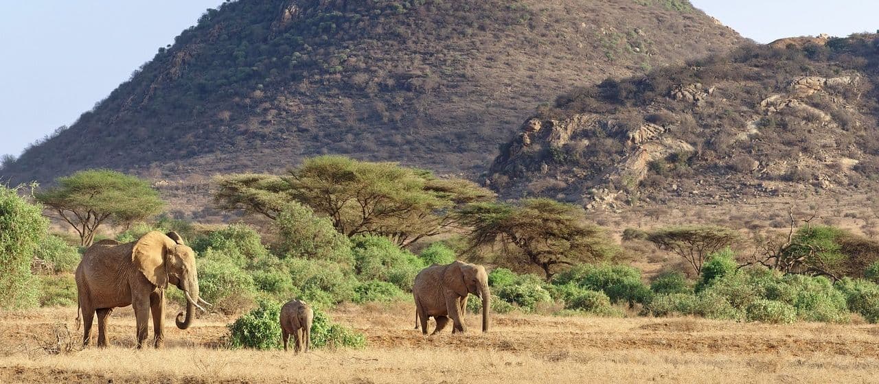 Национальный парк Самбуру: лучший заповедник для наблюдения за слонами