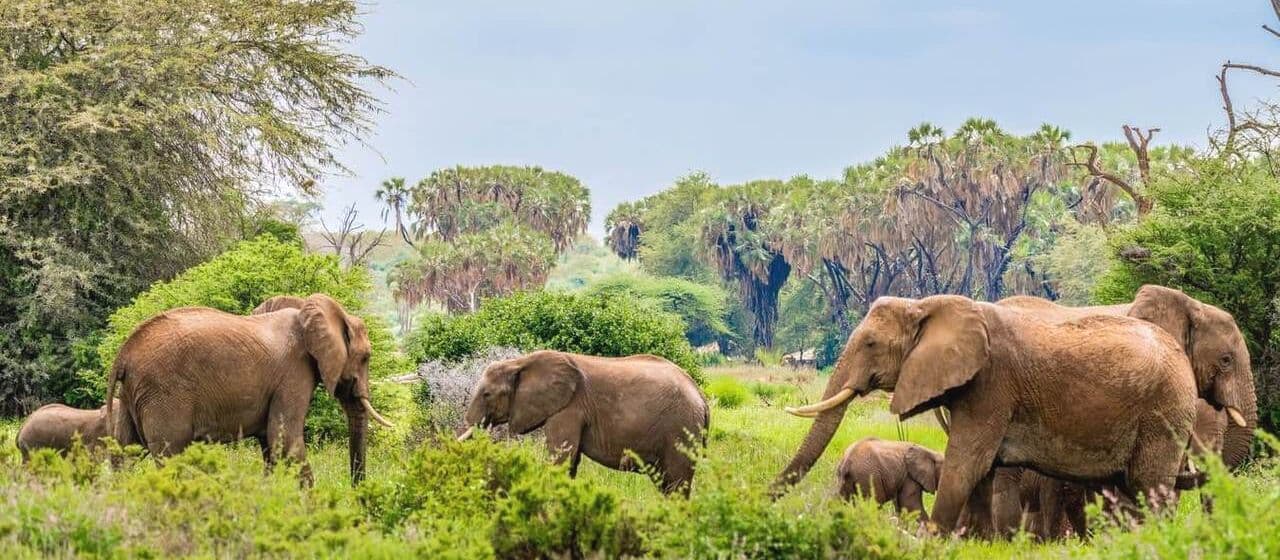 Национальный парк Самбуру: лучший заповедник для наблюдения за слонами